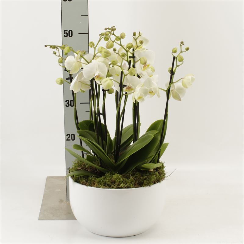 Phalaenopsis Inverness 26Ø 50cm 12st