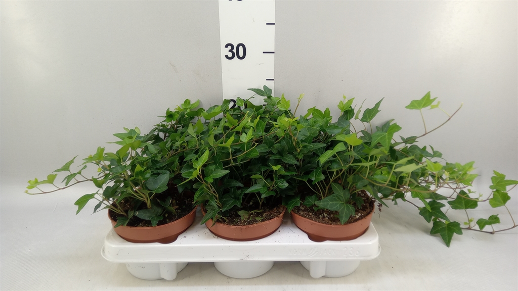 Hedera Helix Shamrock 13Ø 20cm