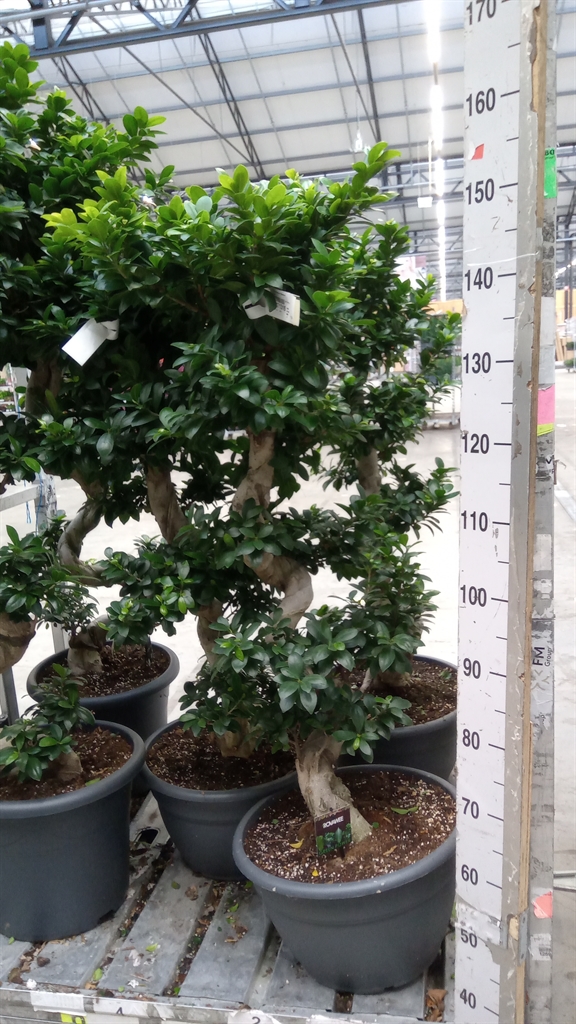 Ficus Microcarpa Ginseng 40Ø 140cm