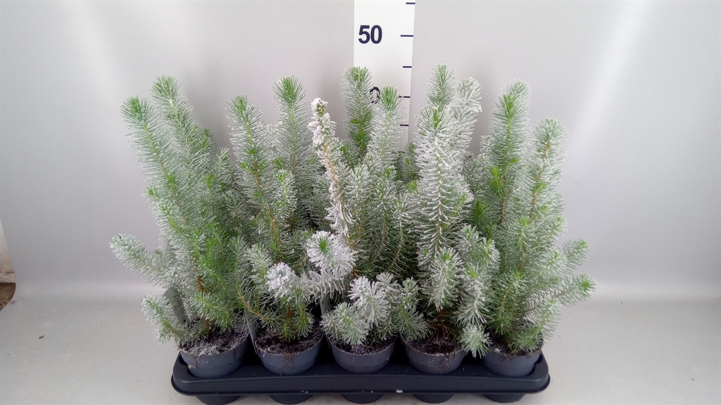 Pinus Pinea Silvercrest 510Ø 35cm