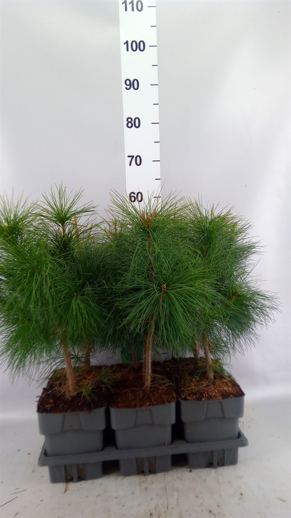 Pinus Strobus 17Ø 45cm