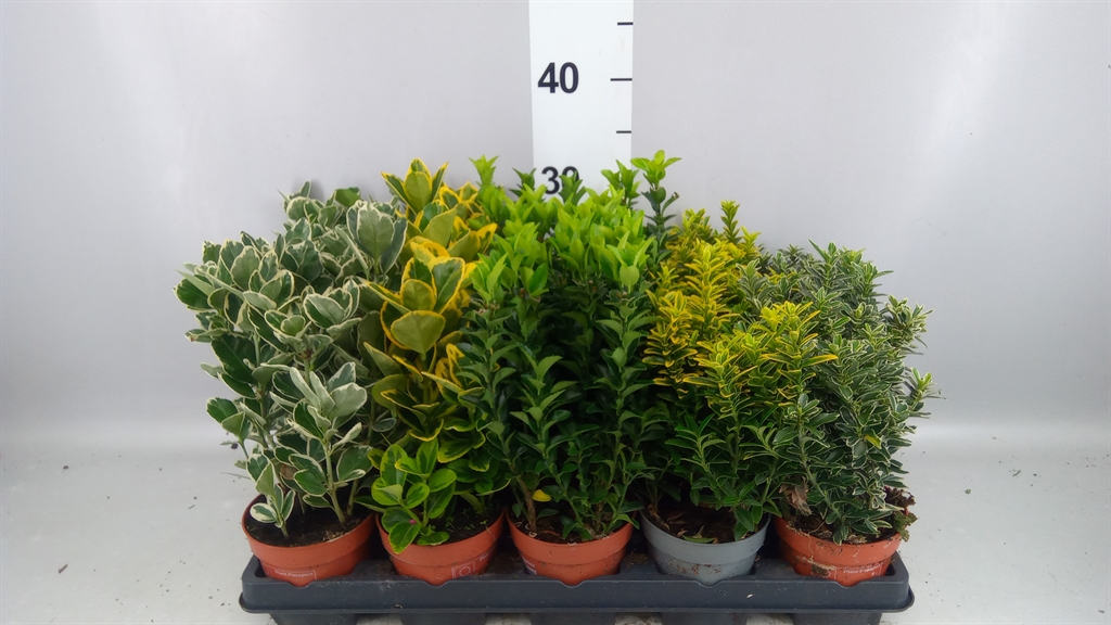 Euonymus Mix 11Ø 25cm