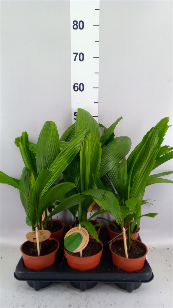 Licuala 12Ø 48cm