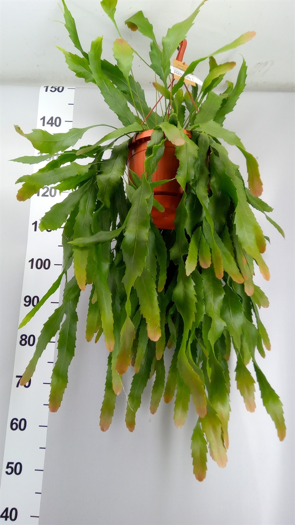 Lepismium Houlletianum 21Ø 40cm