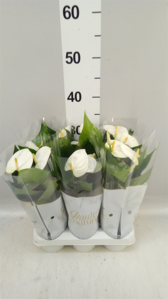 Anthu Antarctica 9Ø 29cm