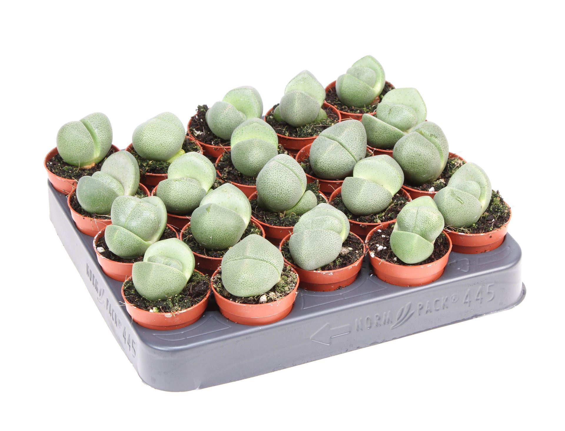 Lithops 505Ø