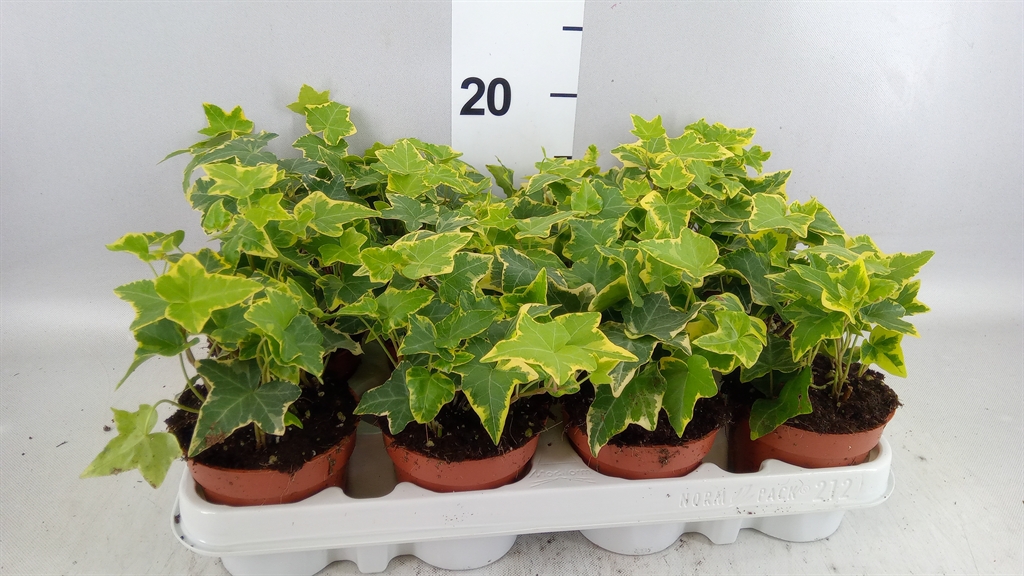 Hedera Helix Goldchild 9Ø 10cm