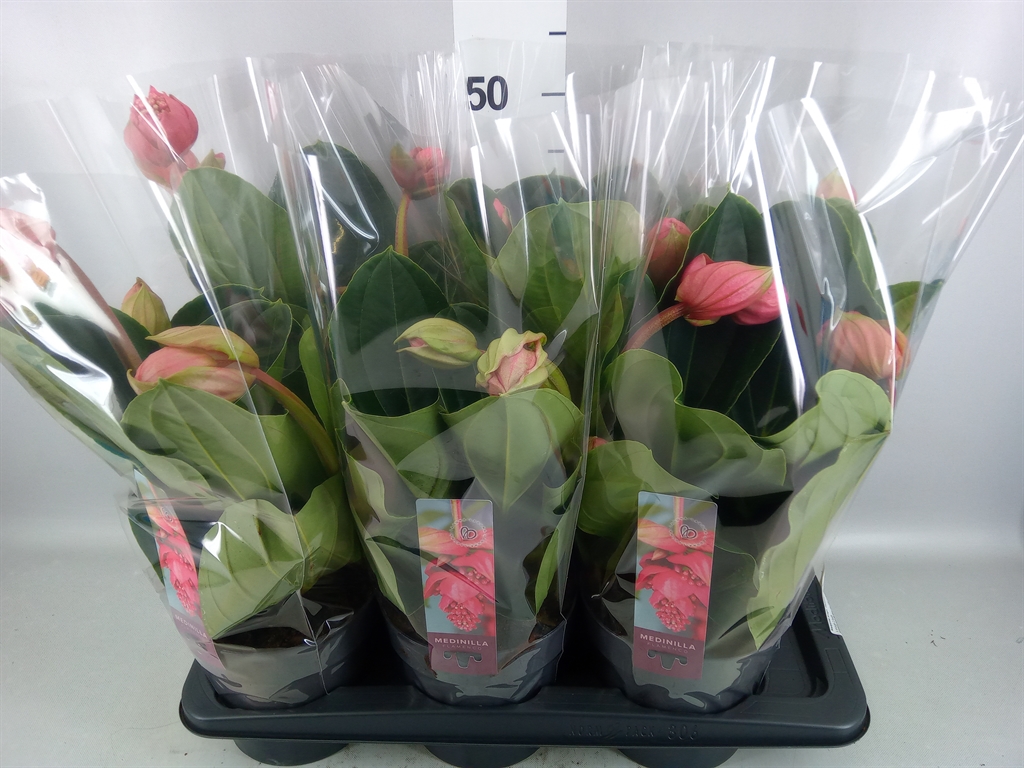 Medinilla Flamenco 17Ø 40cm 2bl