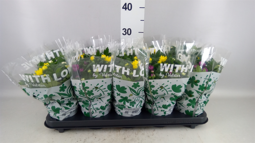 Chrysanth Da Vinci Mix 12Ø 25cm