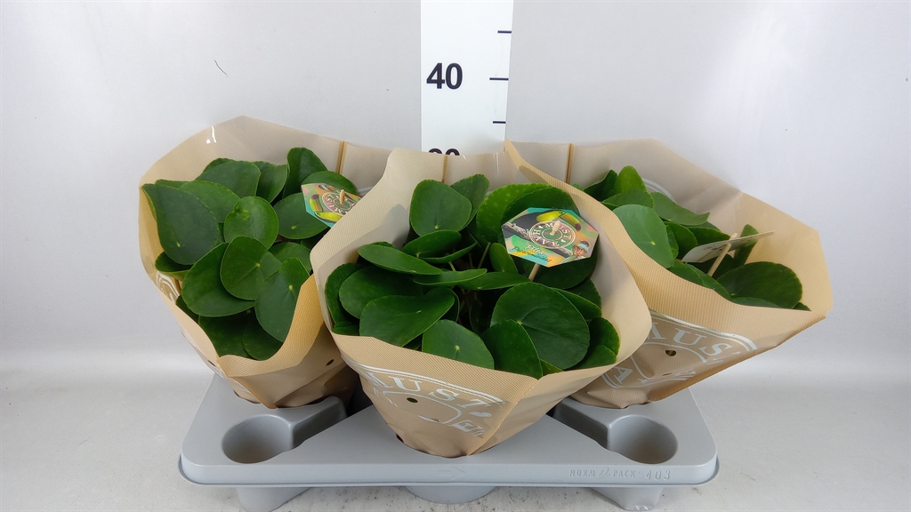 Pilea Peperomoides 17Ø 35cm