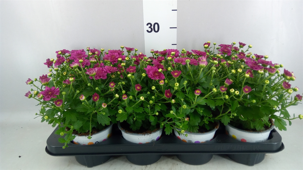 Chrysanthemum Podium Pink Bicolor 12Ø 22cm
