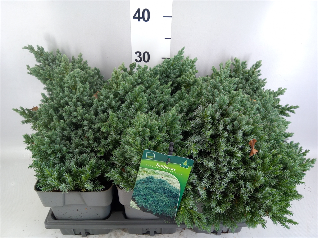 Juniperus Blue Star 17Ø 22cm