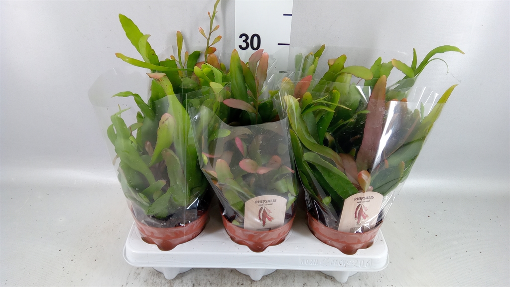 Rhipsalis Ov 12Ø 15cm