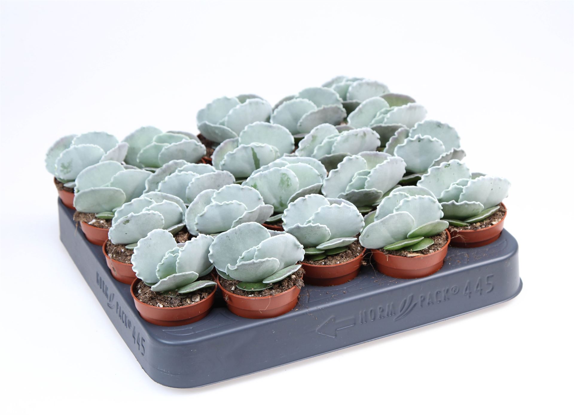 Cotyledon Oblonga 5Ø 8cm
