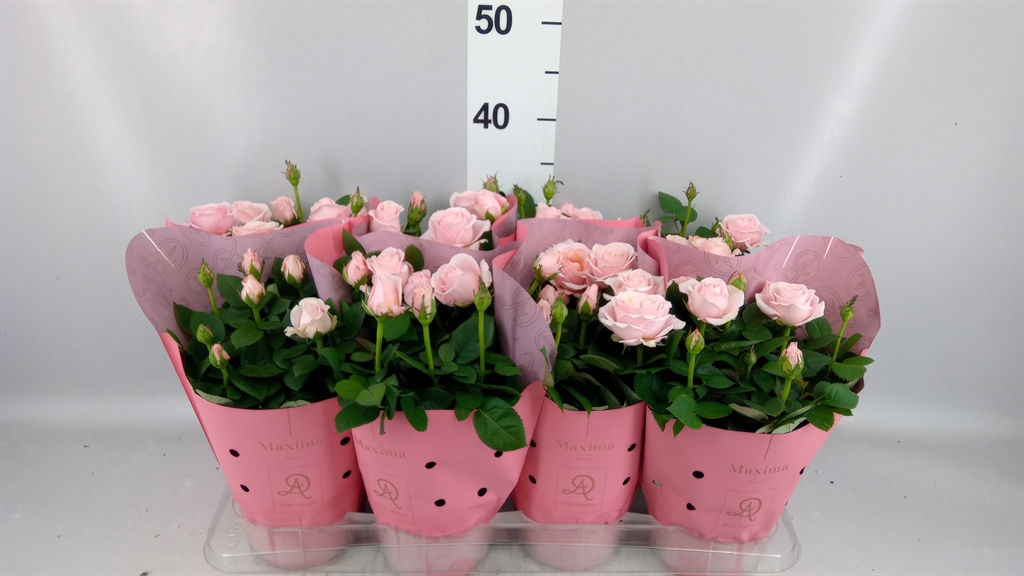 Rosa Infinity Princess 14Ø 32cm