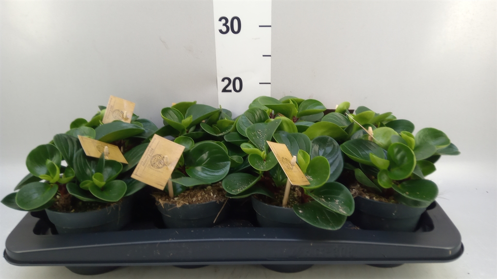 Peperomia Obtusifolia Red Canyon 12Ø 20cm