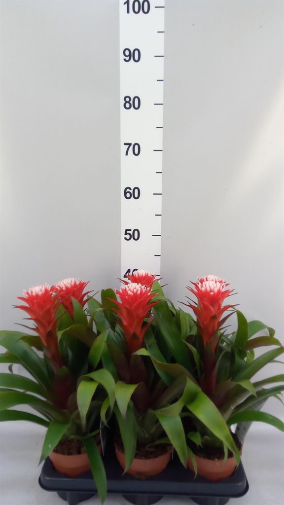 Guzmania Hope 12Ø 40cm