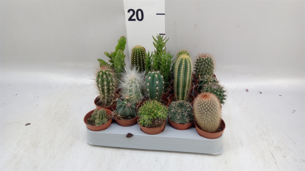 Cactus Mix 5Ø 8cm