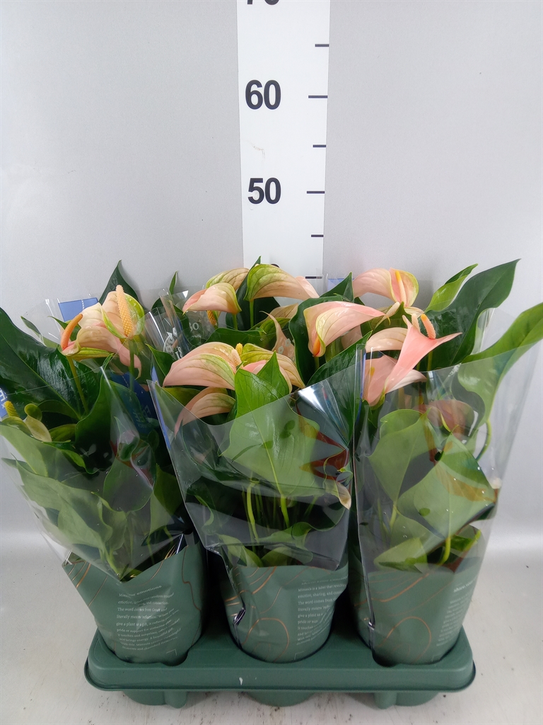 Anthurium Joli Peach 12Ø 40cm