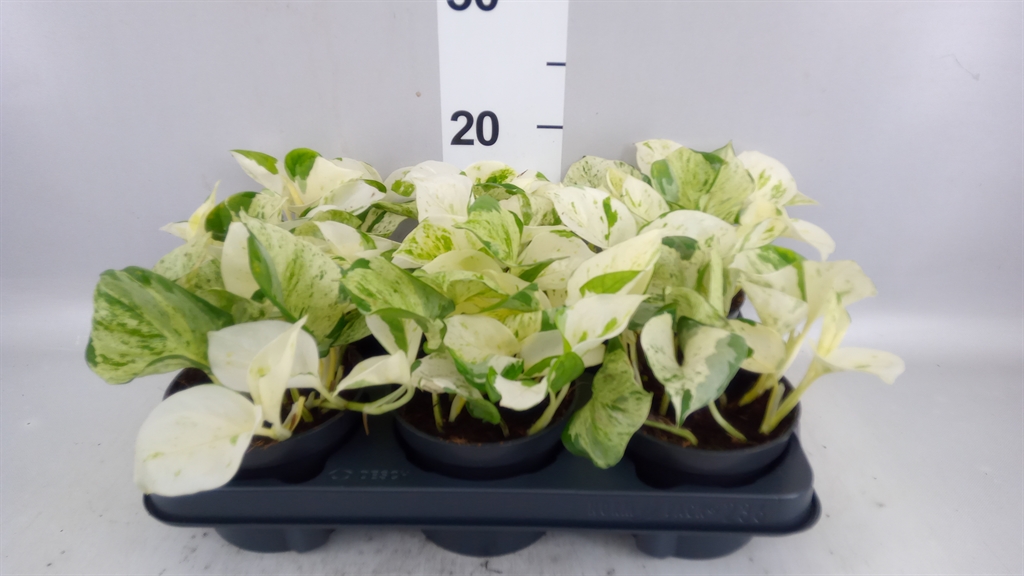 Epipremnum Happy Leaf 12Ø 20cm