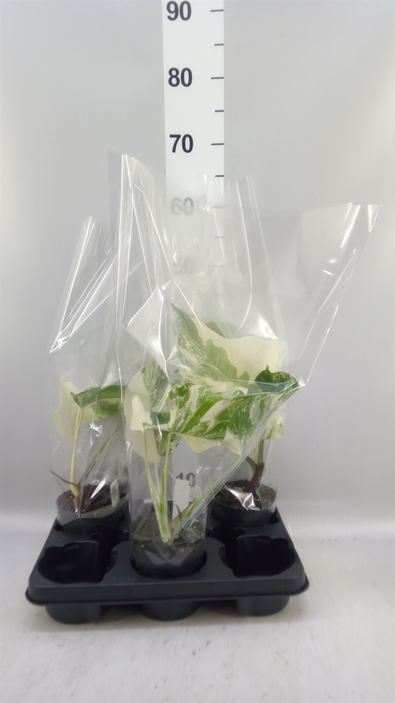 Monstera Del Variega 12Ø 30cm