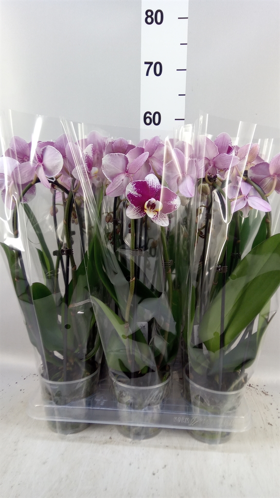 Phal El Cascade 12Ø 45cm