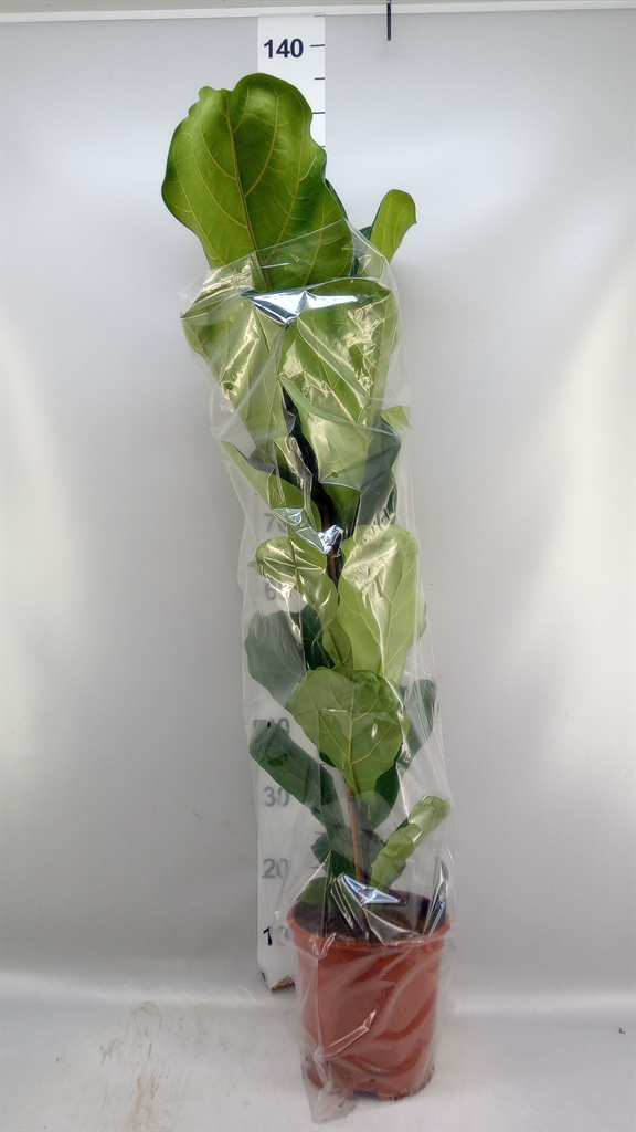 Ficus Lyrata 21Ø 90cm