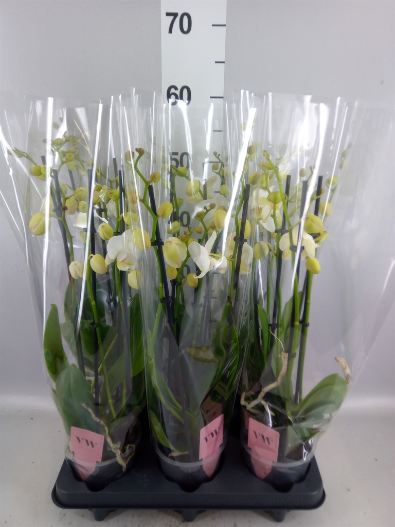 Phalaenopsis Inverness 12Ø 50cm 4st