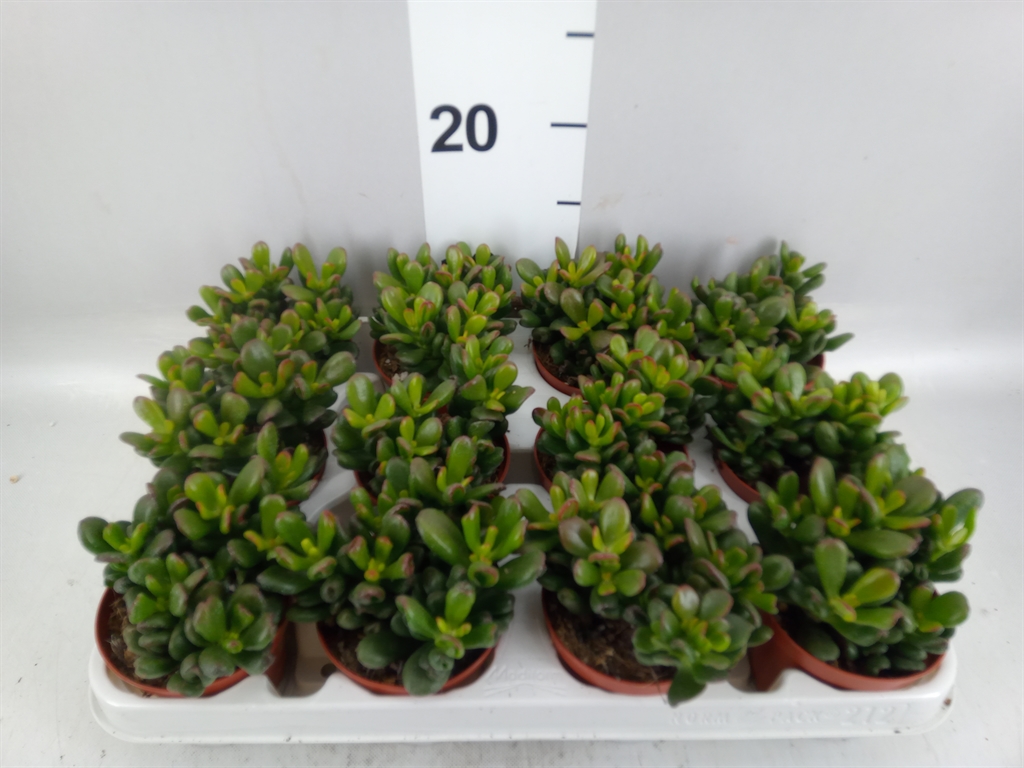 Crassula Gandalf 8Ø 10cm