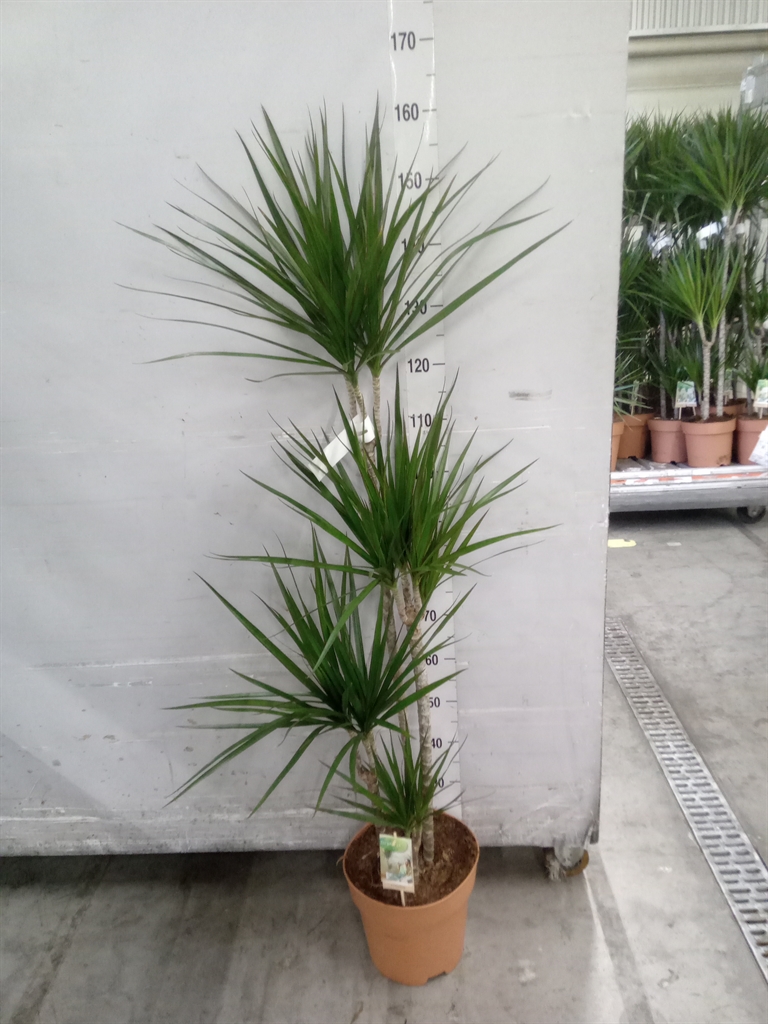 Dracaena 27Ø 140cm
