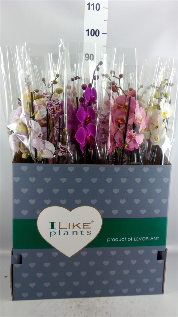 Phalaenopsis Mix 12Ø 75cm 3st