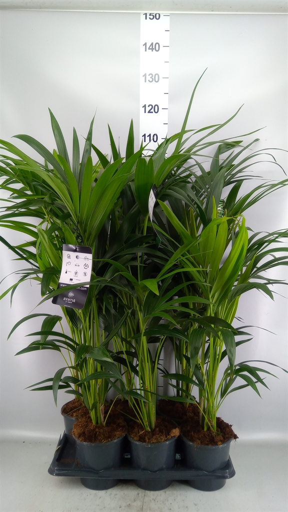Howea Forsteriana