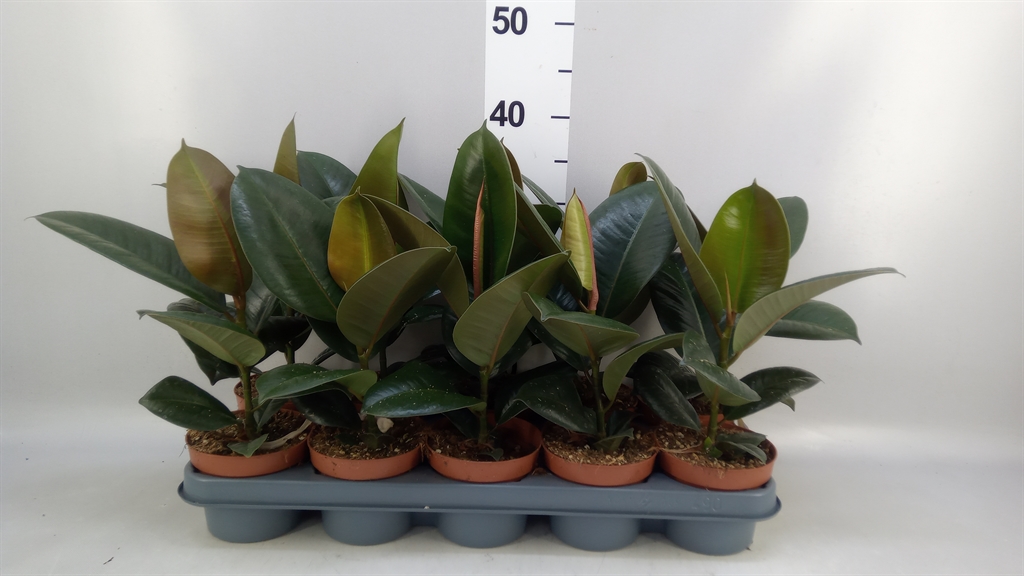 Ficus Robusta 12Ø 35cm