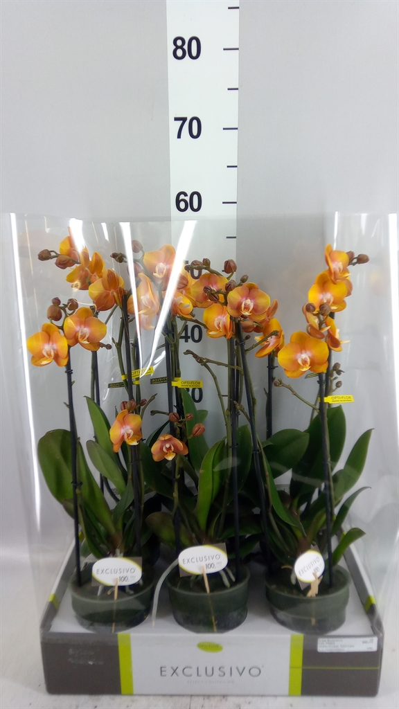Phalaenopsis Multiflora Las Vegas 12Ø 45cm 2st