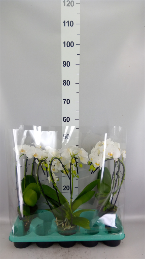 Phalaenopsis White 2 Stem 12Ø 50cm