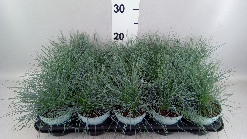 Festuca Compacta Blue 10Ø 25cm
