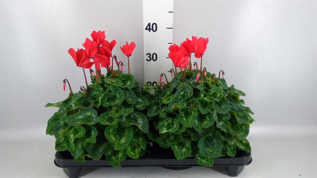 Cyclamen Super Serie Xl 15Ø 36cm
