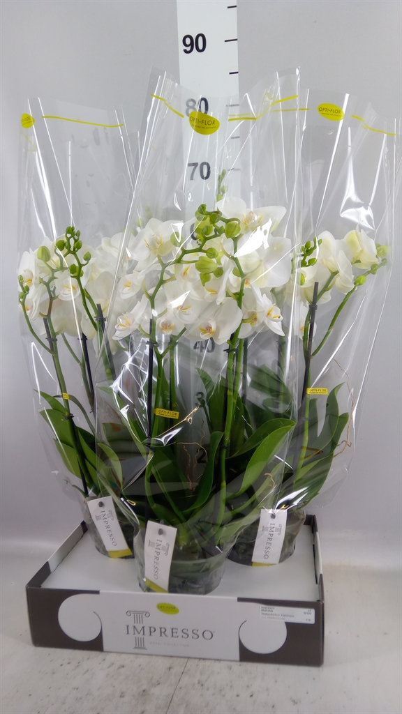 Phalaenopsis White 2 Stem 15Ø 60cm