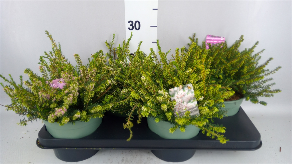 Erica Darleyensis Mix 17Ø 30cm