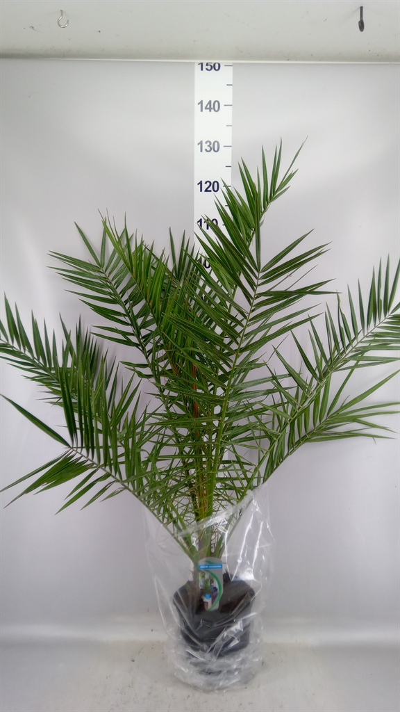 Phoenix Canariensis 18Ø 110cm