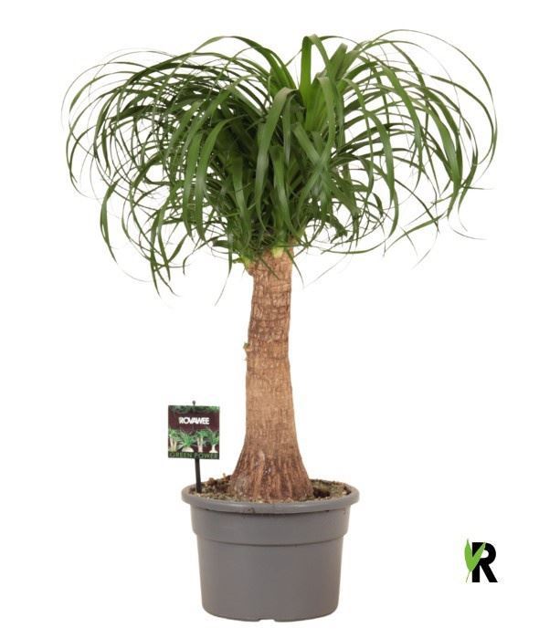 Beaucarnea Recurvata 23Ø 70cm