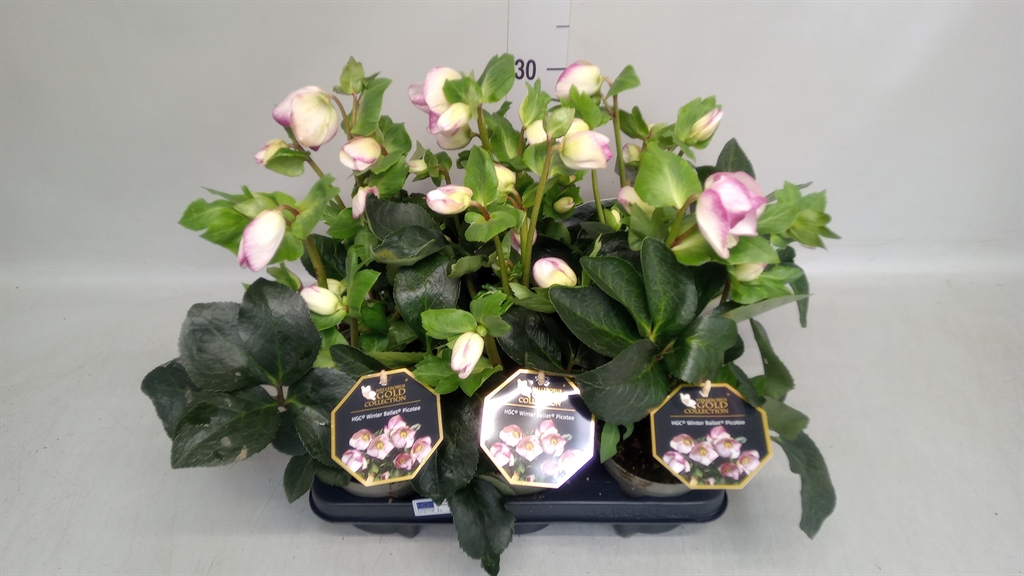 Helleborus Hgc Winter Ballet Leila 13Ø 35cm
