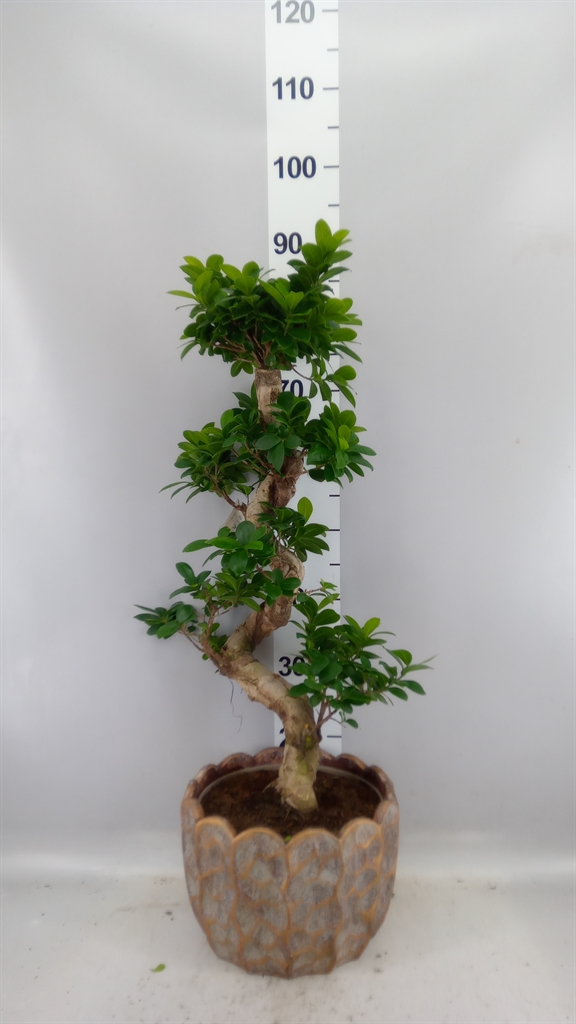 Ficus Microcarpa Ginseng 28Ø 80cm