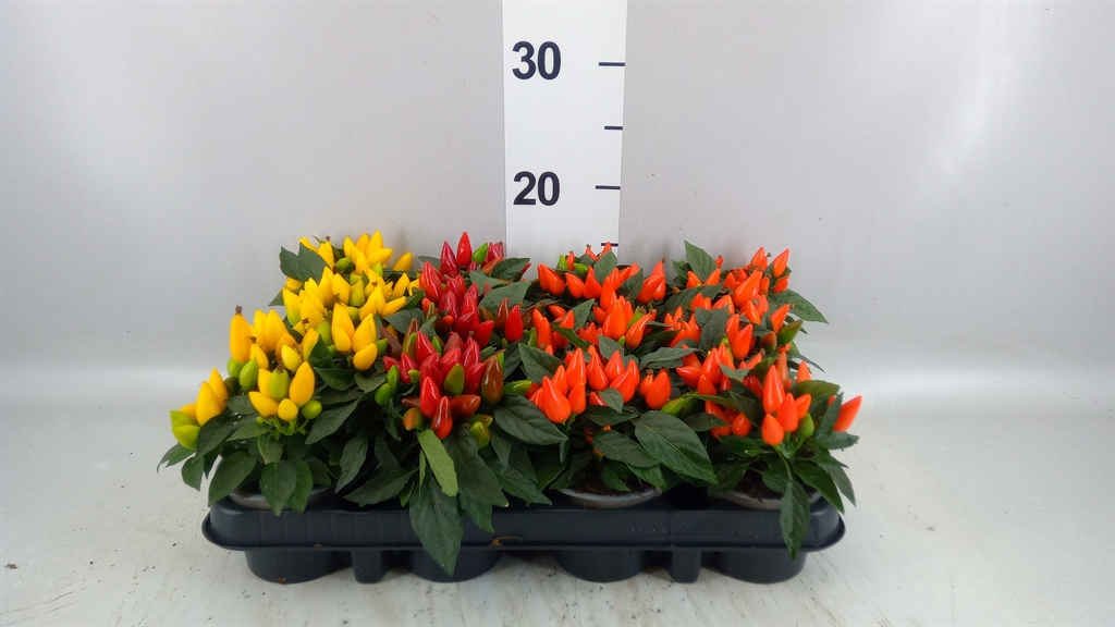 Capsicum Salsa Mix 9Ø 15cm