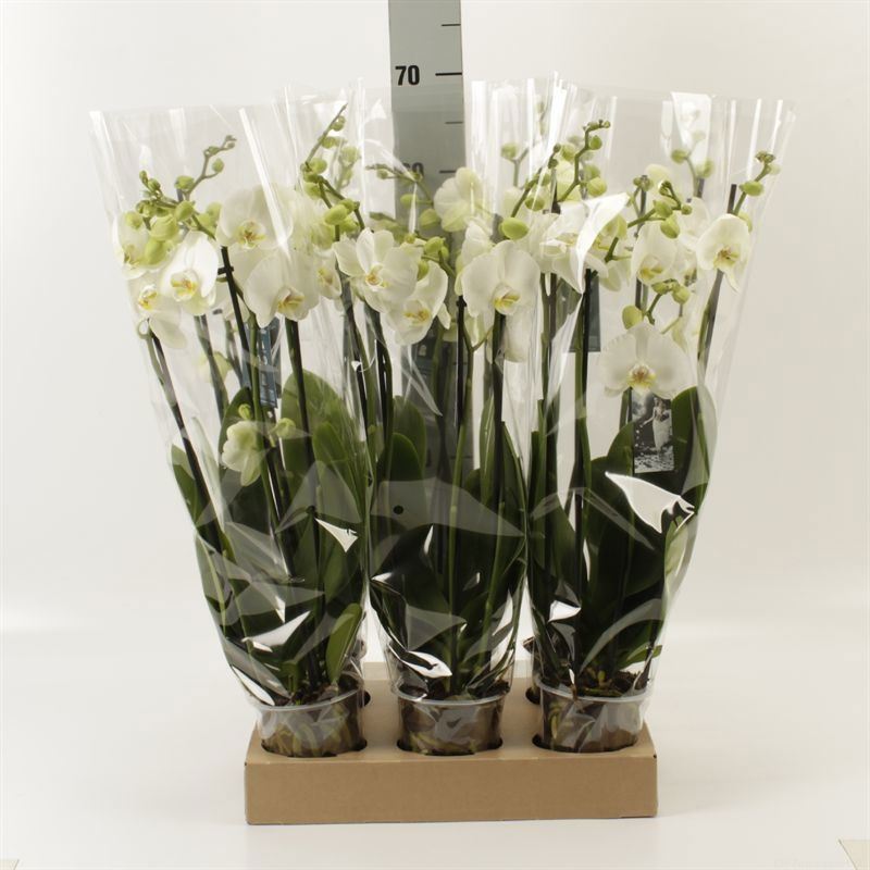 Phalaenopsis Nottingham 12Ø 55cm 4st