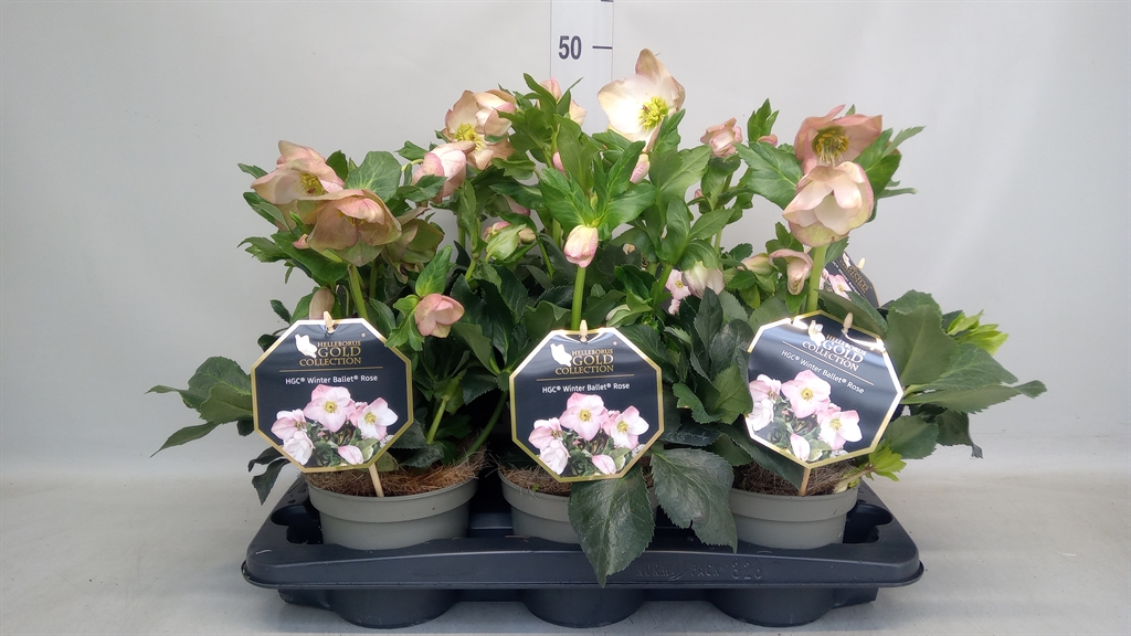 Helleborus Hgc Ice N' Roses Rose 15Ø 25cm