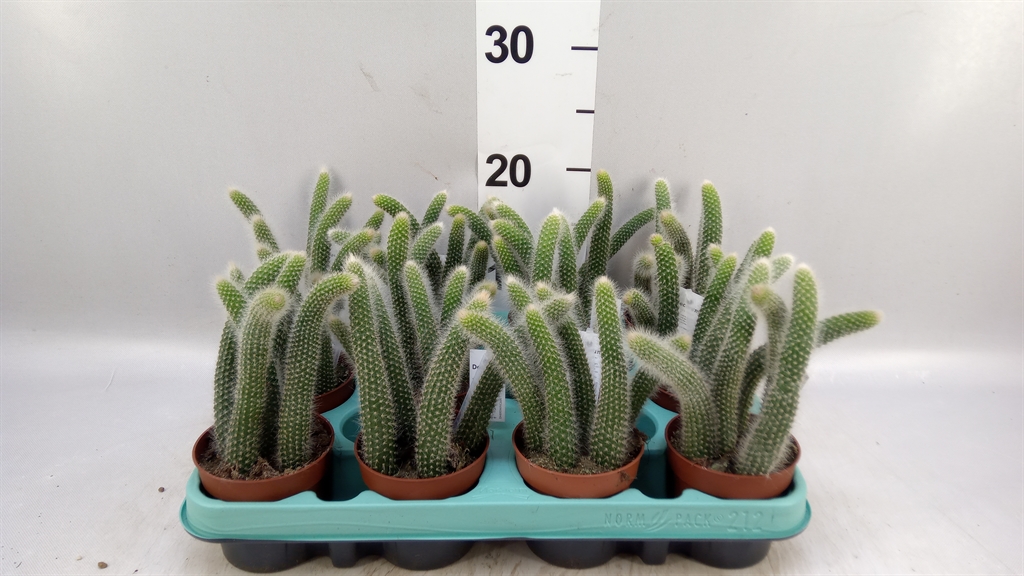 Cactus Hangplant 508Ø 15cm