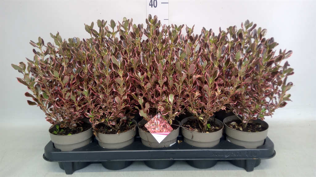 Coprosma Karo Red 11Ø 30cm