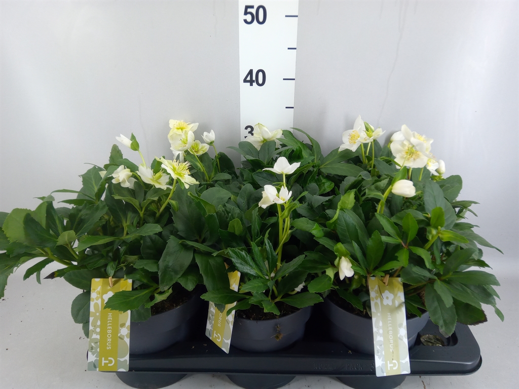 Helleborus Advent Star 17Ø 30cm