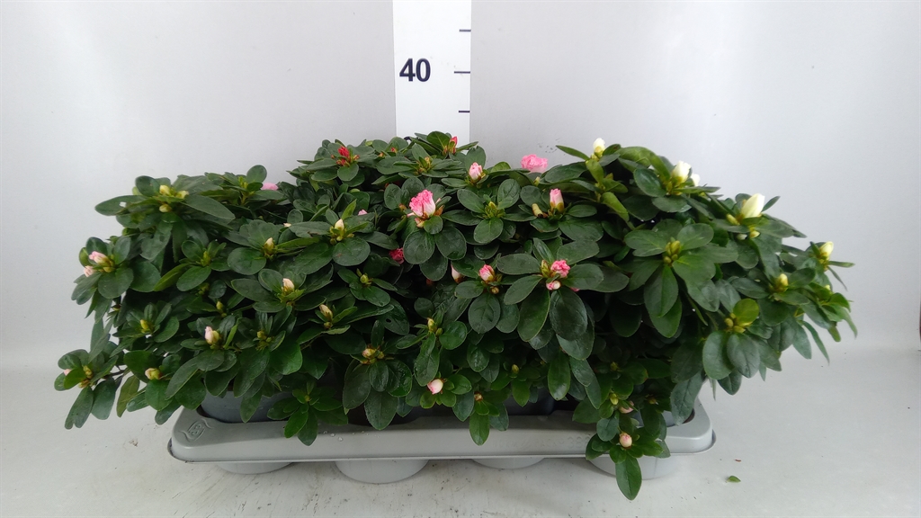 Rhododendron Mix 14Ø 30cm